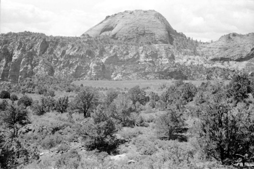 BW photo of the 1937 grazing study 35MM.