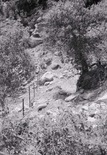 BW photo of the 1937 grazing study 35MM.
