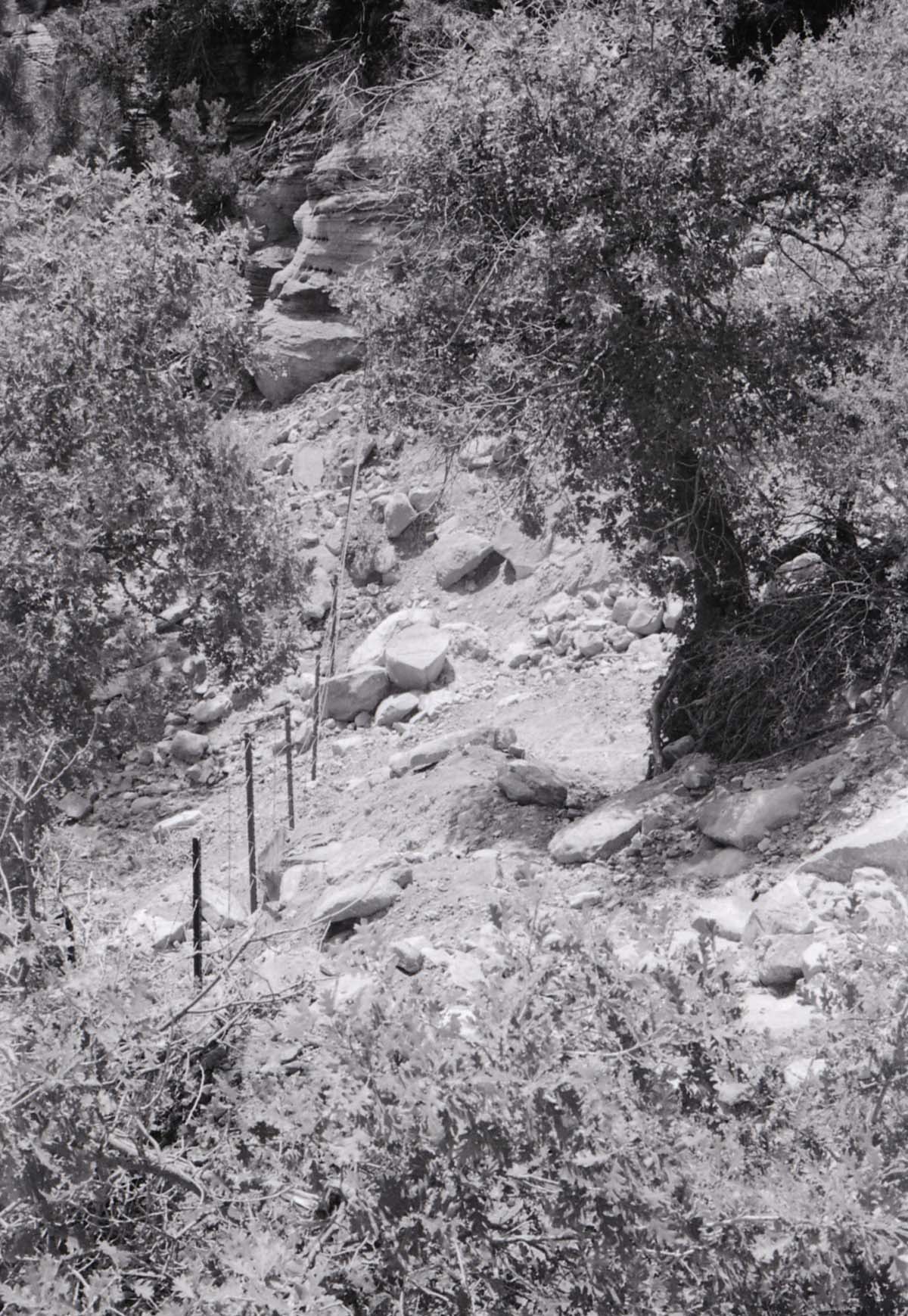 BW photo of the 1937 grazing study 35MM.