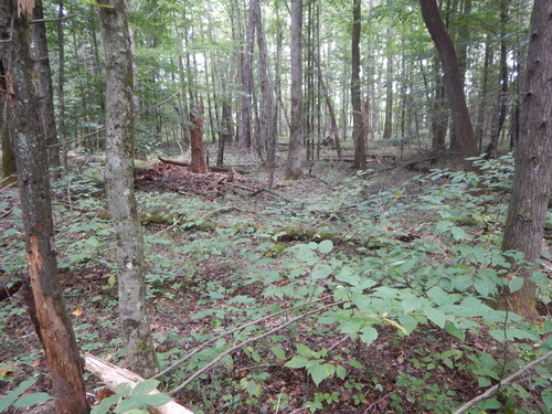 GRSM Accuracy Assessment. Plot Code: GRSM_AA_0393_9