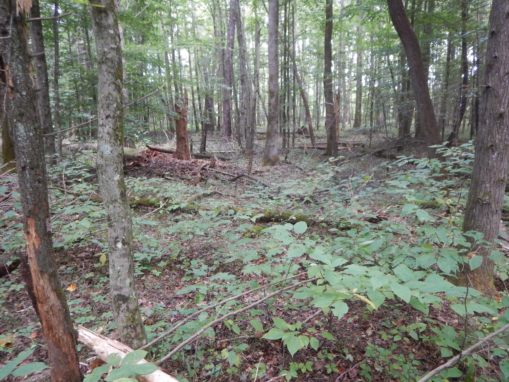 GRSM Accuracy Assessment. Plot Code: GRSM_AA_0393_9