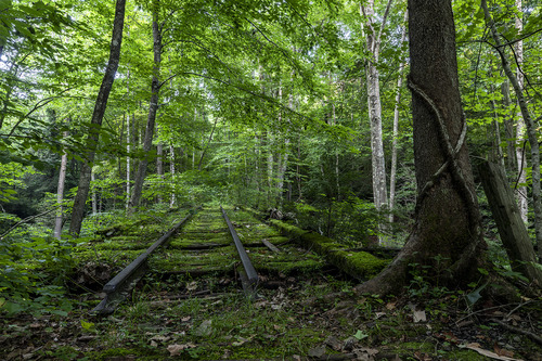old railroad tracks fade into a green forest of trees