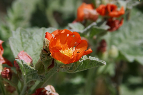 a red orange flower has ants crawling inside of its pedals
