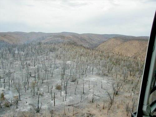 Aerial views of burned forest areas resulting from the  Long Mesa Fire, Mesa Verde National Park, August 2002
