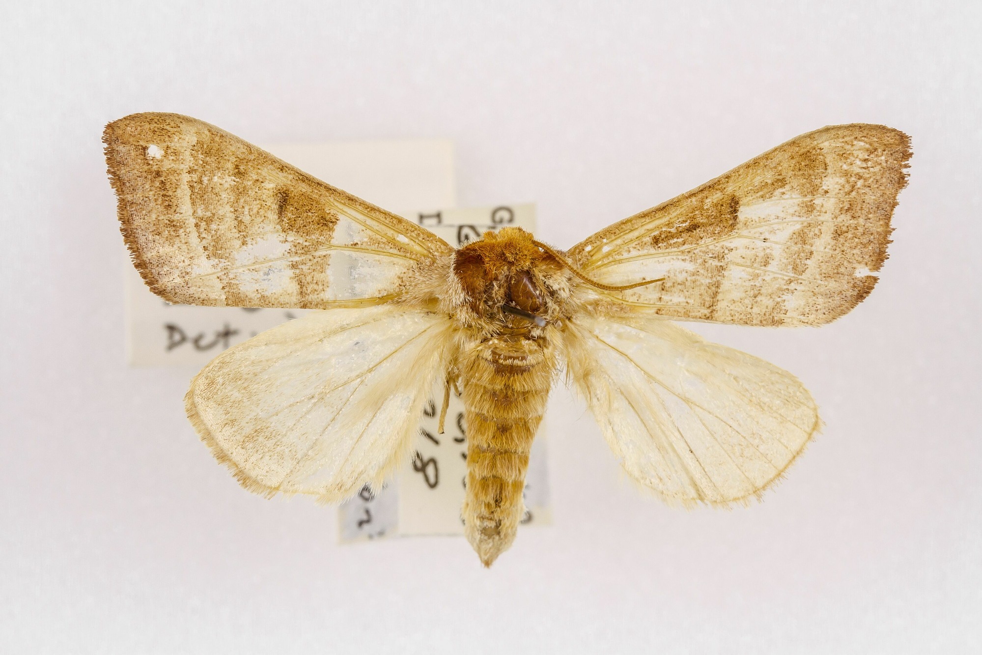 Image of Datana integerrima, a species of Animalia