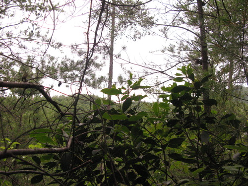 GRSM Accuracy Assessment. Plot Code: GRSM_AA_0032_6