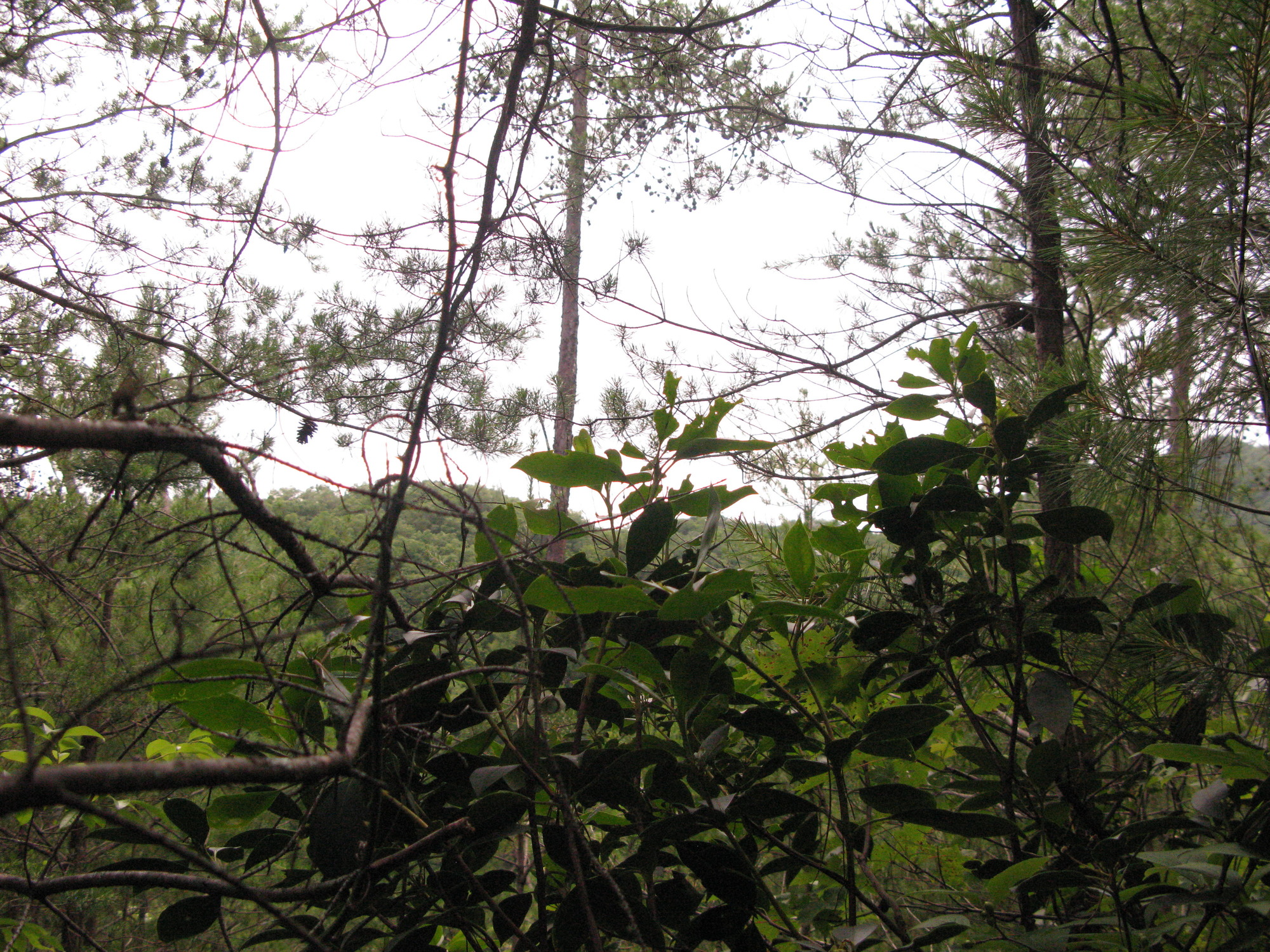 GRSM Accuracy Assessment. Plot Code: GRSM_AA_0032_6