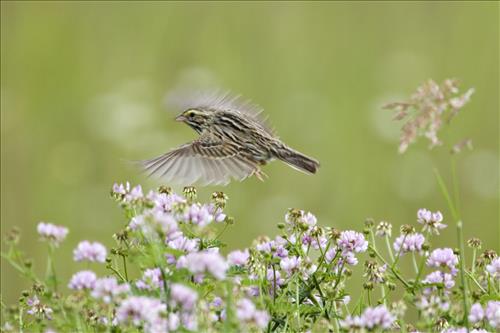 Savannah and white-throated sparrows in Cuyahoga Valley National Park