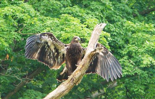 Young bald eagle has just fledged near Pinery Narrows