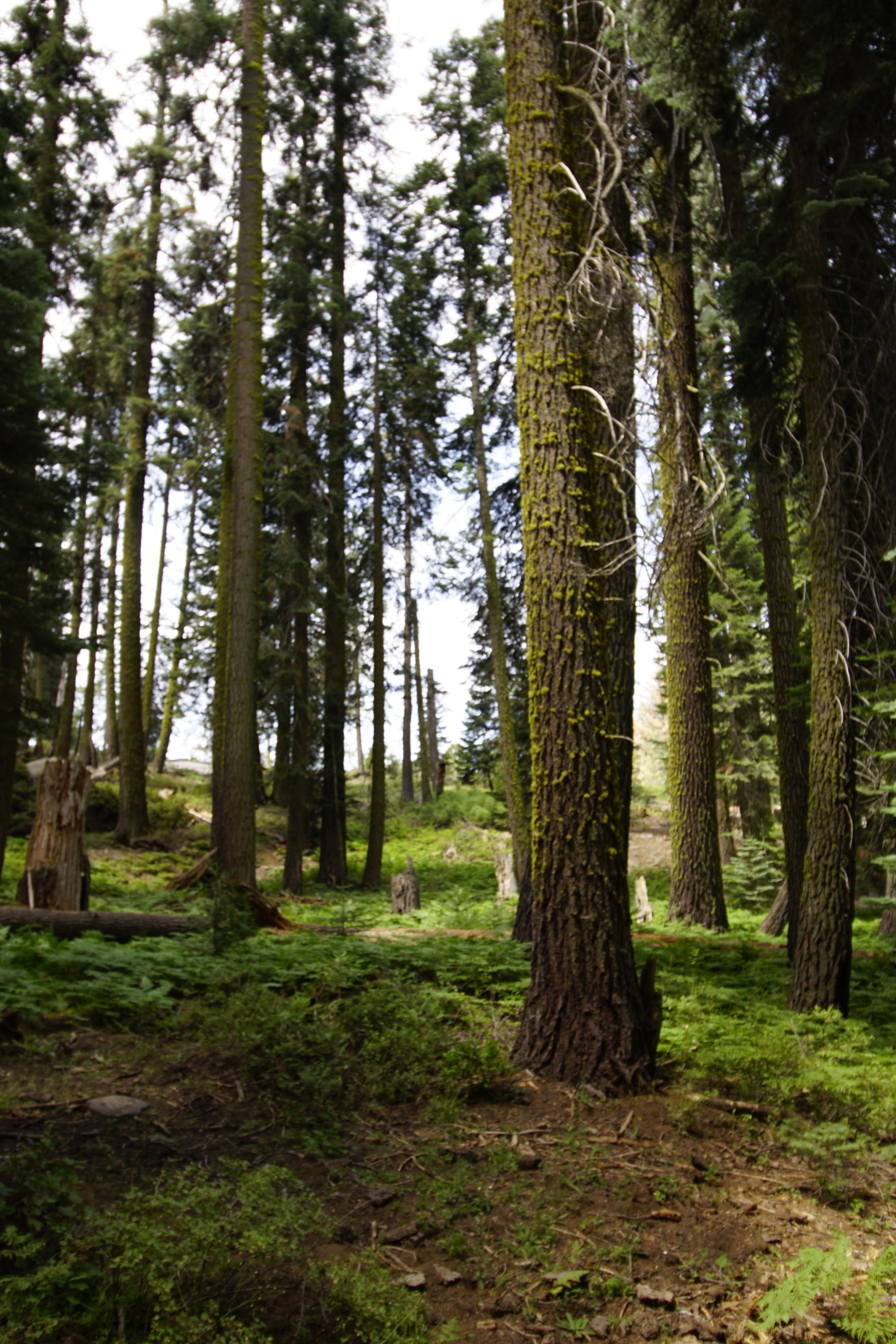 Green ferns grow on the forest floor, above them a grove of trees with moss on them grows. 