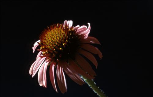 Badlands Flowers: Red, Pink, Blue