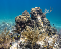 A striking fish, black with white spots and yellow fins swims around a large mound of coral.