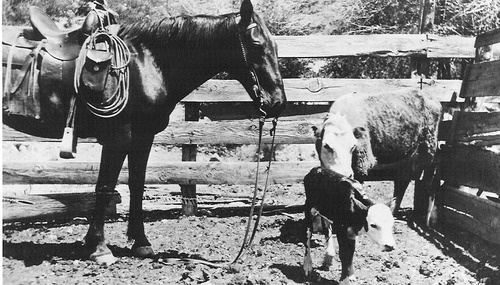 Horse with western saddle and bridle ground-tied, standing by a cow and young calf. 