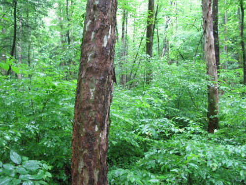 GRSM Accuracy Assessment. Plot Code: GRSM_AA_0627