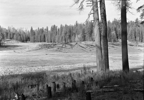 Looking NW across meadow on Cuneo property.