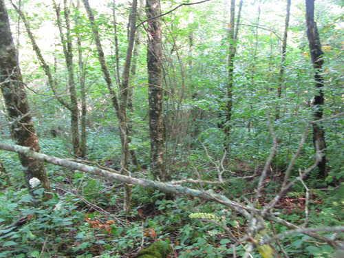 GRSM Accuracy Assessment. Plot Code: GRSM_AA_0252_2