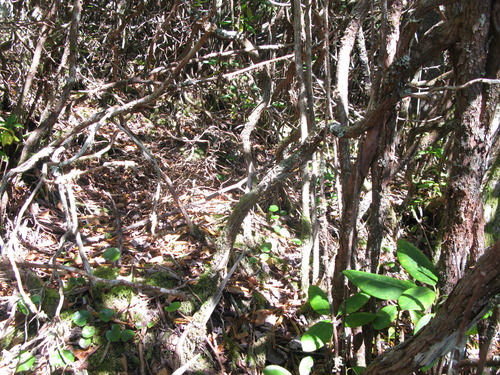 GRSM Accuracy Assessment. Plot Code: GRSM_AA_0316_2