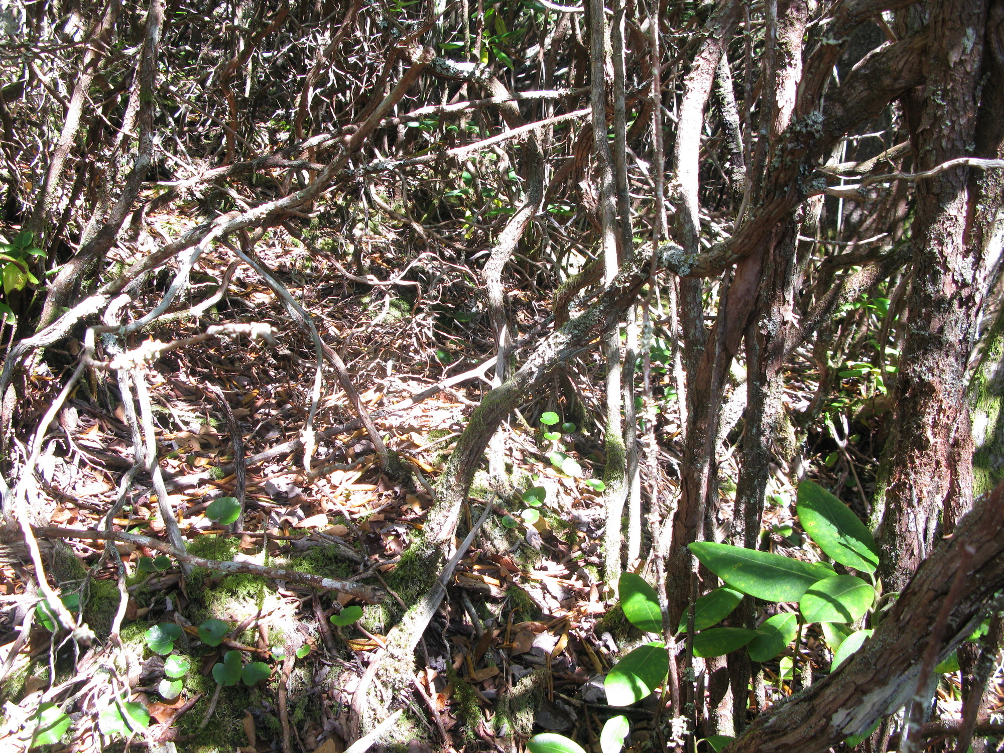 GRSM Accuracy Assessment. Plot Code: GRSM_AA_0316_2