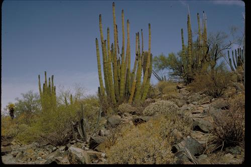 Organ Pipe and Other Cacti at Organ Pipe National Monument, Arizona