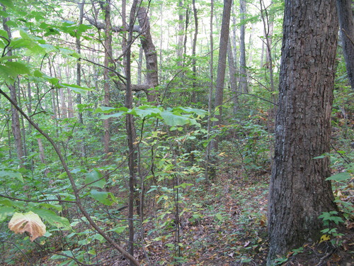 GRSM Accuracy Assessment. Plot Code: GRSM_AA_0175_6