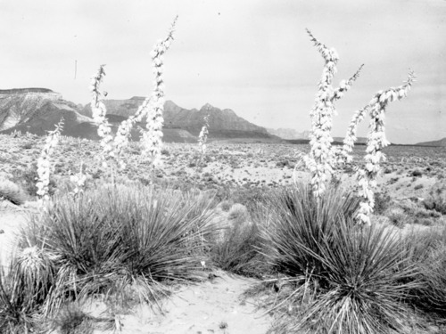 Yucca in bloom, West Temple in background.