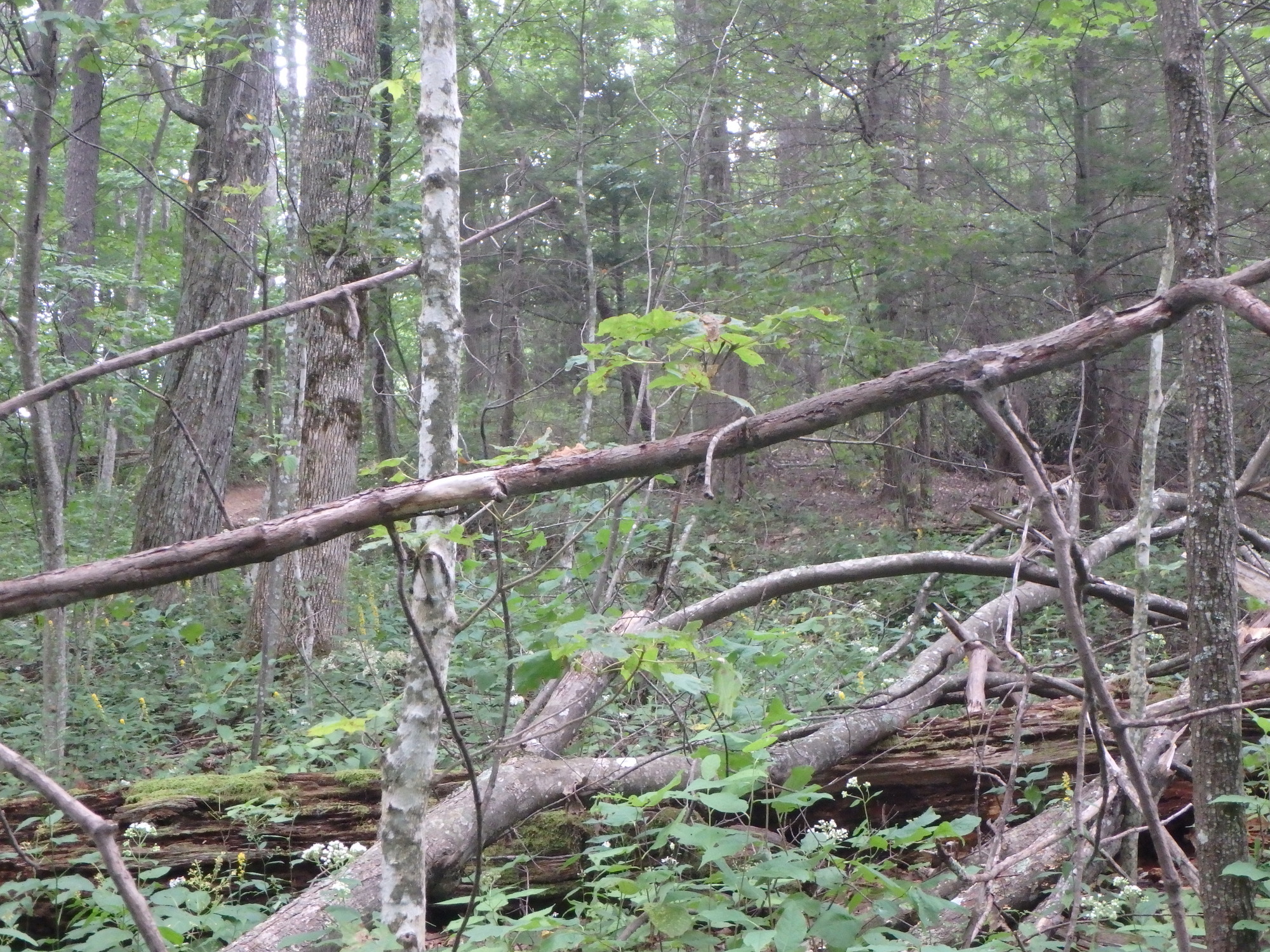 GRSM Accuracy Assessment. Plot Code: GRSM_AA_0261_3