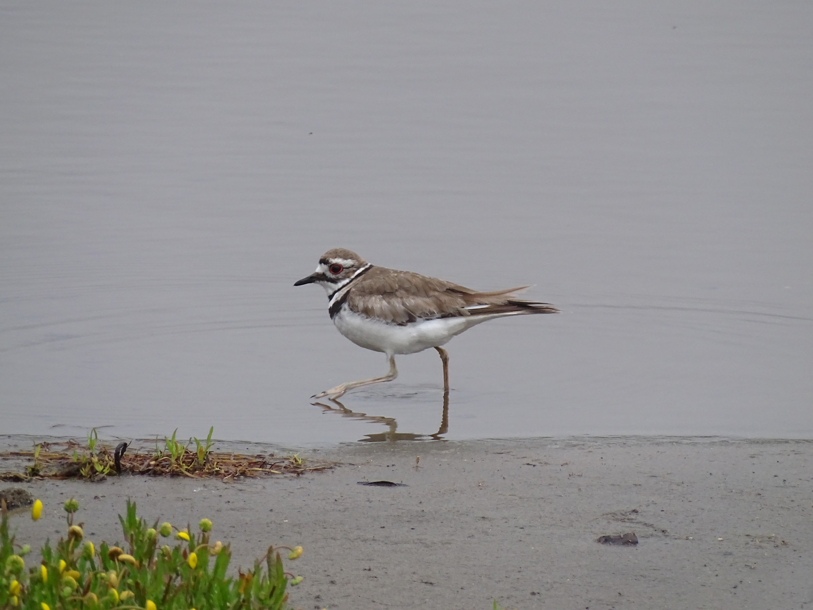 A photo of a small light brown shorebird with a black band around its neck walking in shallow water.