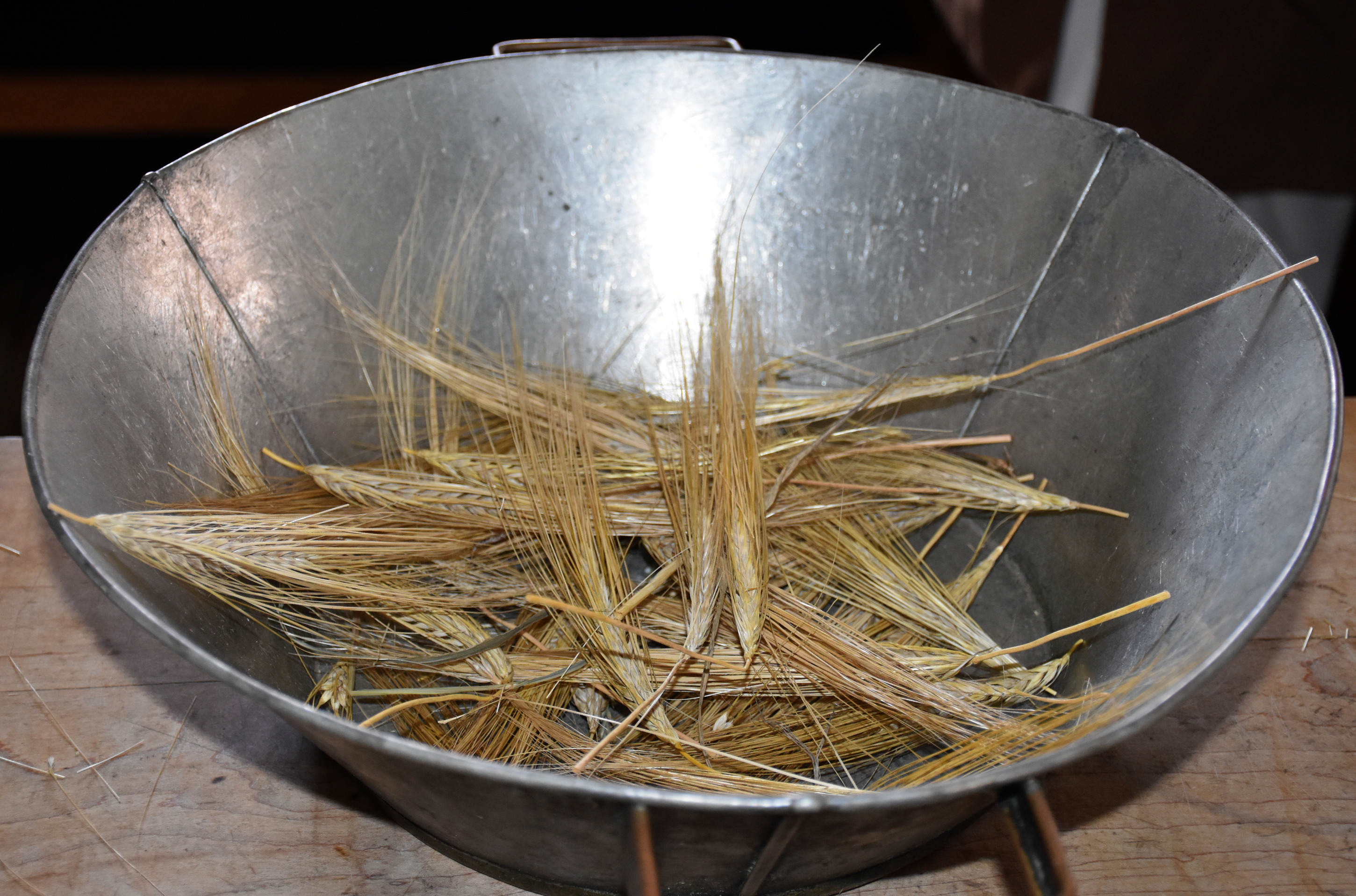 Golden grain heads in a tin bowl.