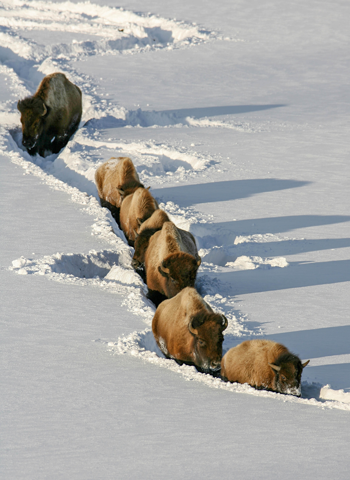 Six bison are walking in a trail made in deep snow.