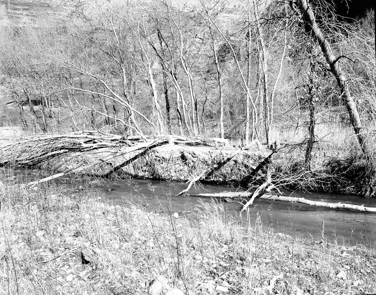 Beaver damage to cottonwood trees, near Angels Landing.