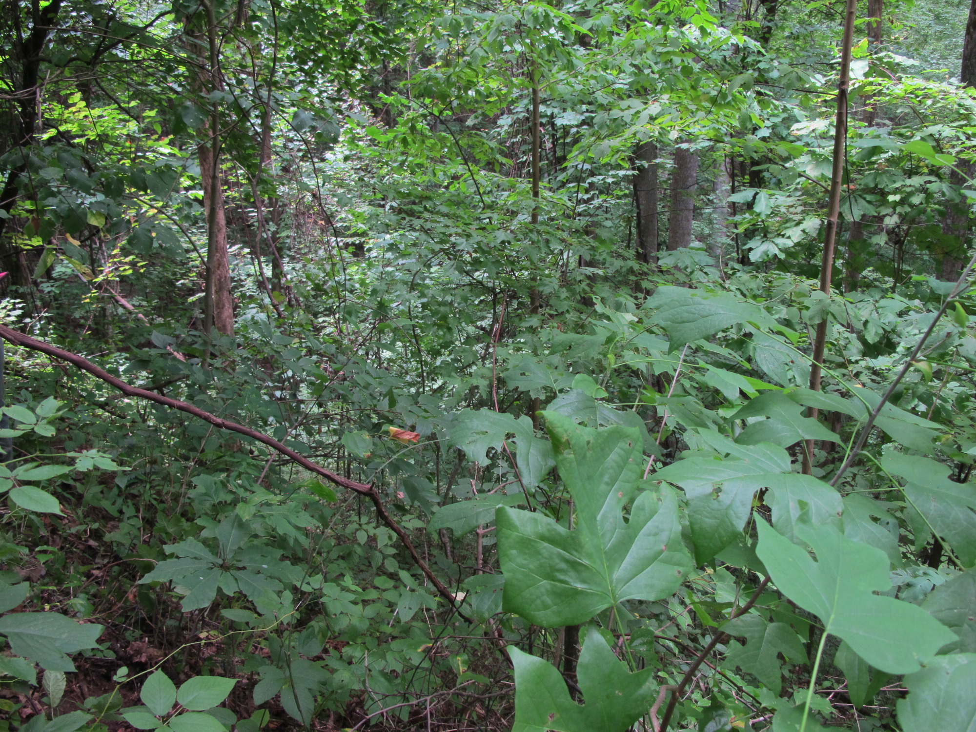 GRSM Accuracy Assessment. Plot Code: GRSM_AA_0843_5