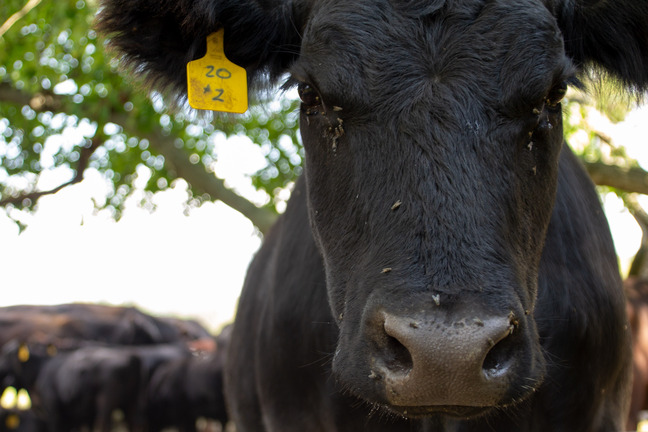 A close up of a cow face.