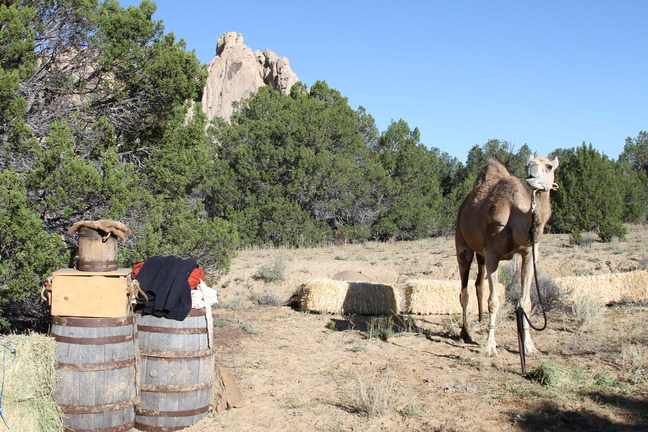 A single camel stands chewing near wooden barrels with various supplies stacked on top with the rock face of El Morro in the background.