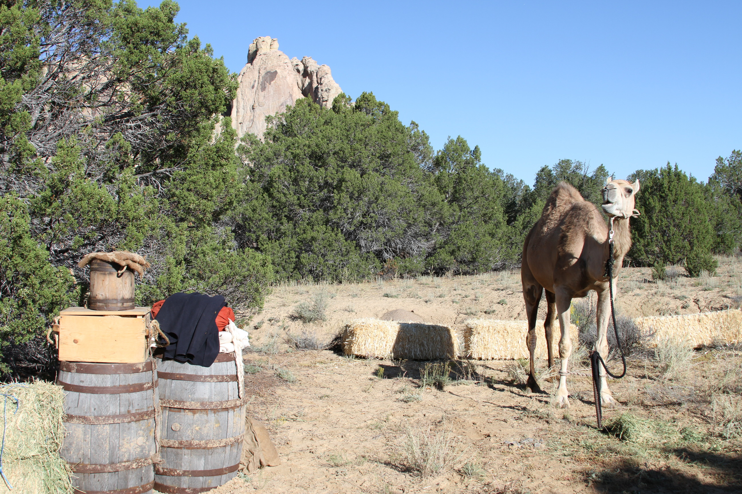 A single camel stands chewing near wooden barrels with various supplies stacked on top with the rock face of El Morro in the background.