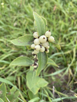 Round, white berries clustered in the middle of a  plant with narrow leaves