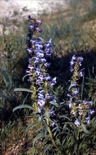 Badlands Flowers: Red, Pink, Blue