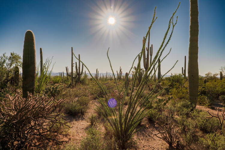 A sandy trail winds through saguaros, ocotillos, and other cacti under a blue sky with the sun shining