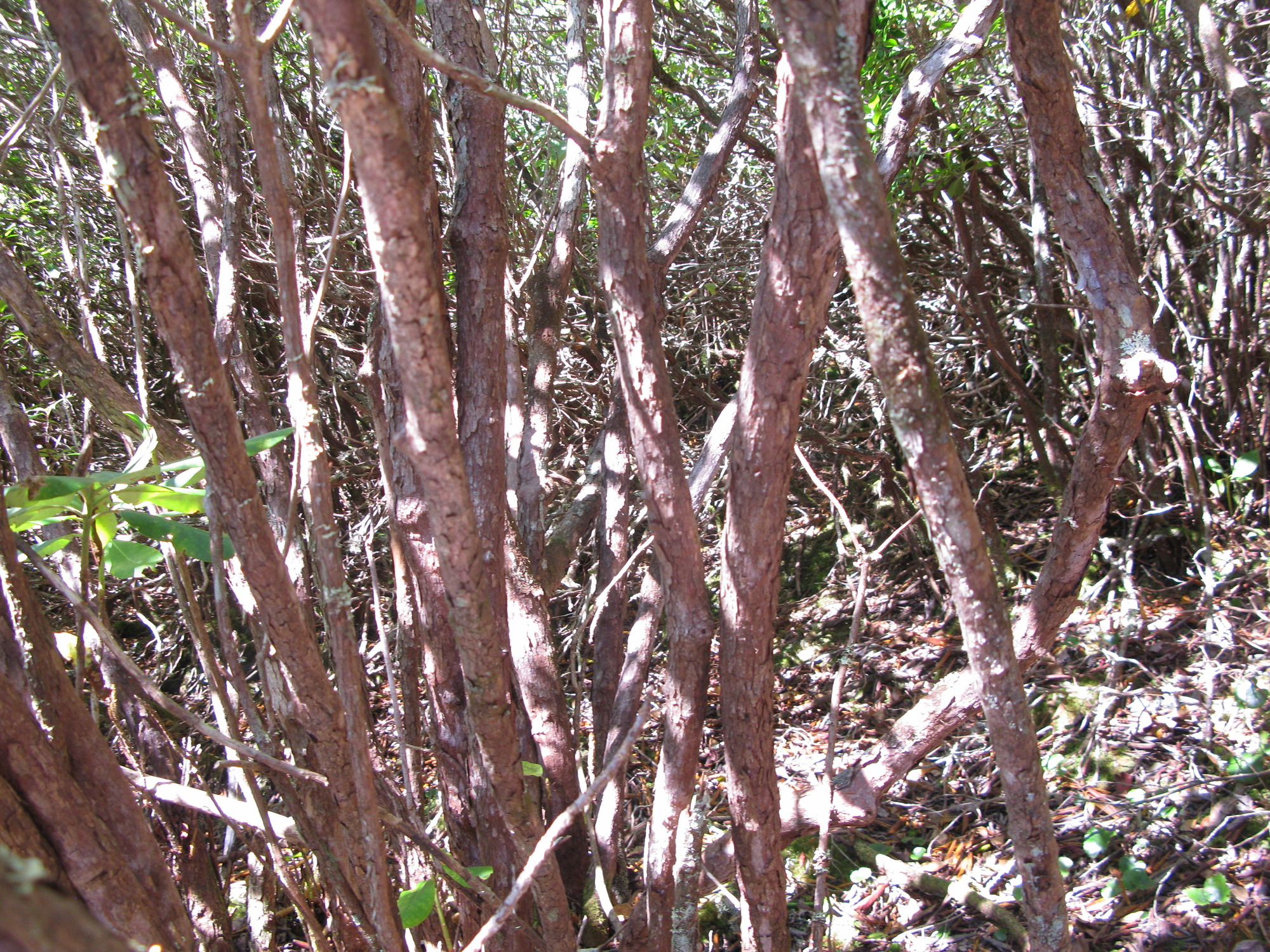 GRSM Accuracy Assessment. Plot Code: GRSM_AA_0316_5