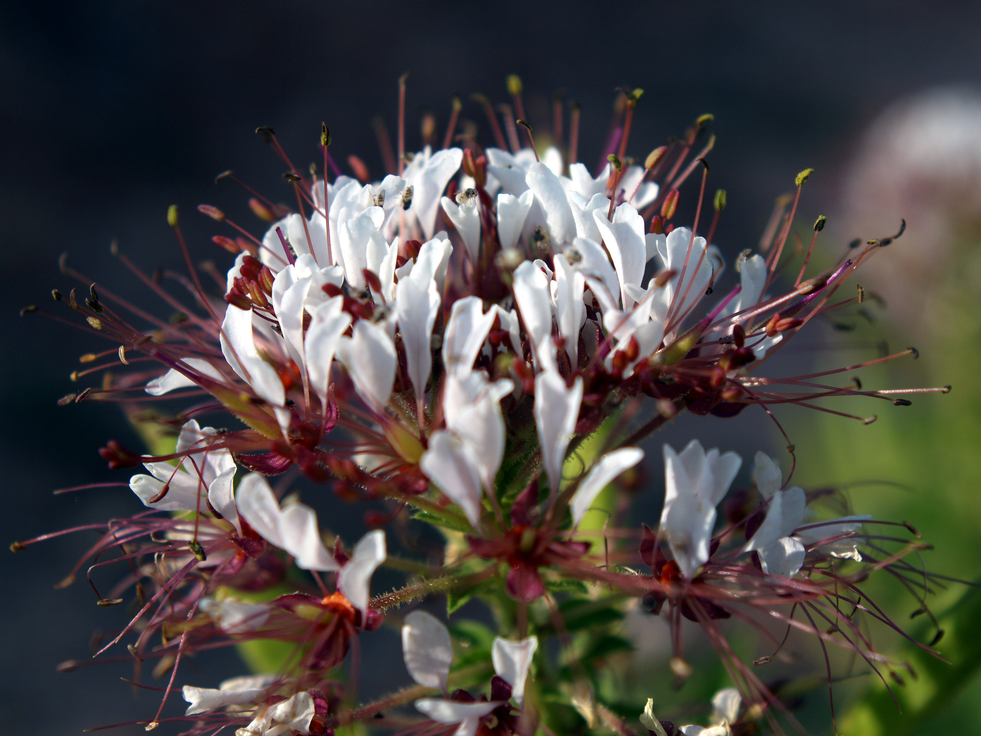 a cluster of white and red flowers