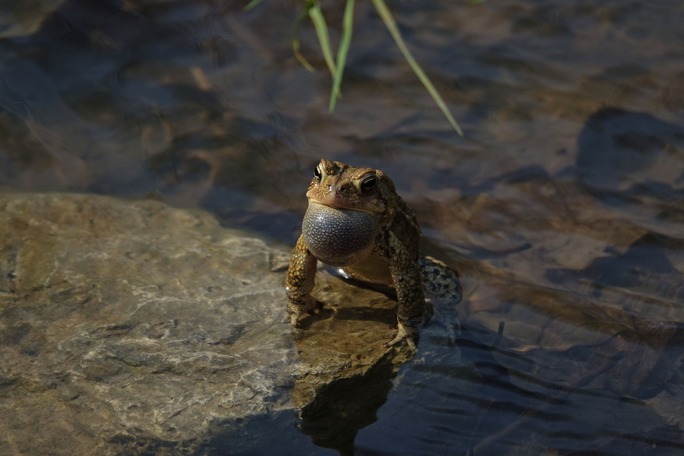 Toad in water facing forward using front legs to push its body off a rock and out of the clear water, its throat bulging out like a bubble.