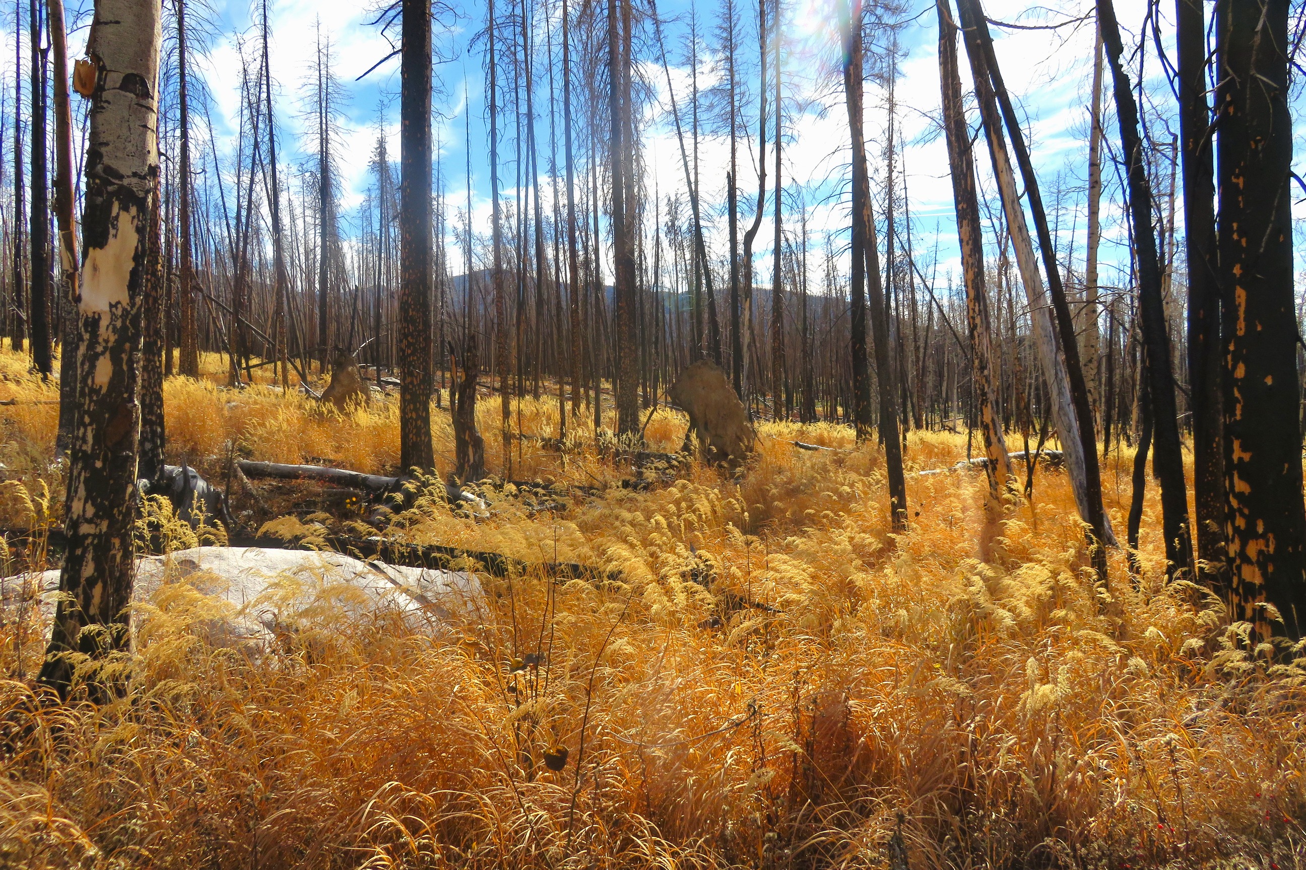 Forest of fire damaged tree trunks contrasted with dry yellow-brown grasses. Slivers of light-blue sky and mountains come through the trees. 