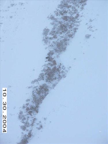 4 Gates of the Arctic National Park and Preserve Koyukuk Moose Survey 2004