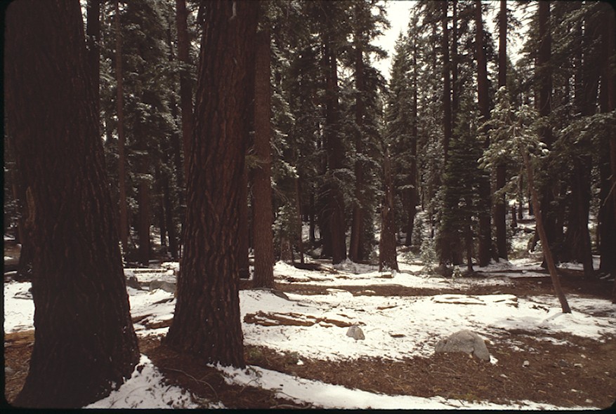 B-1-295 , 1988 ; June ; Trees ; Winter