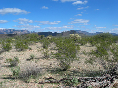 Widely spaced vegetation in desert landscape, mountain in background