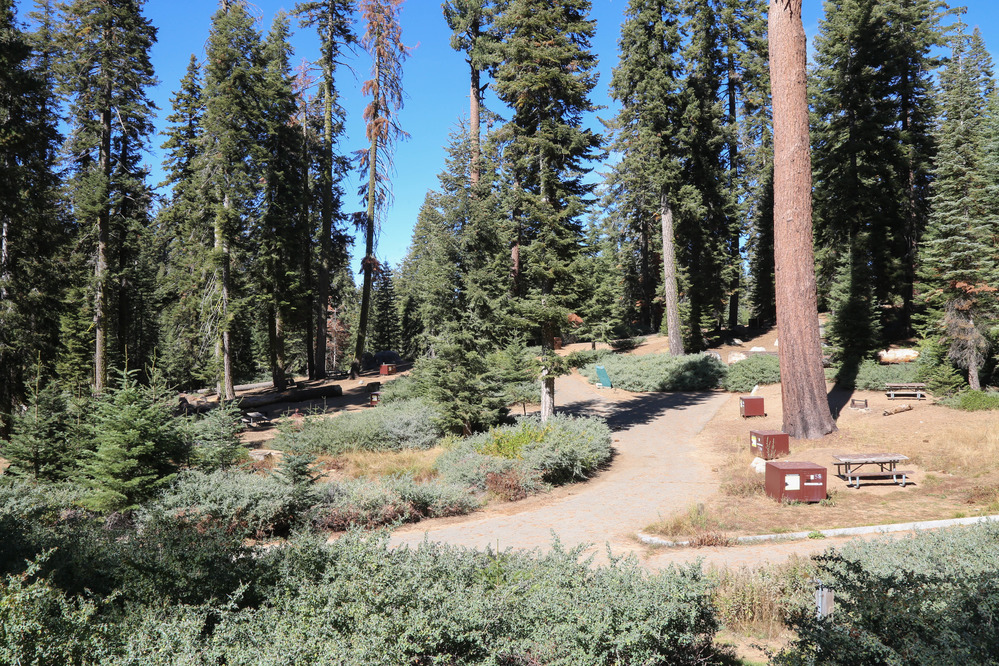sunny and shaded campsites among trees and bushes