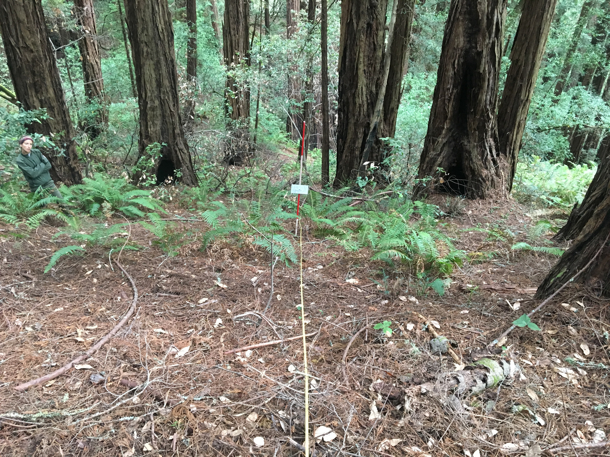 Eye-level view from the center point of a plant community monitoring plot