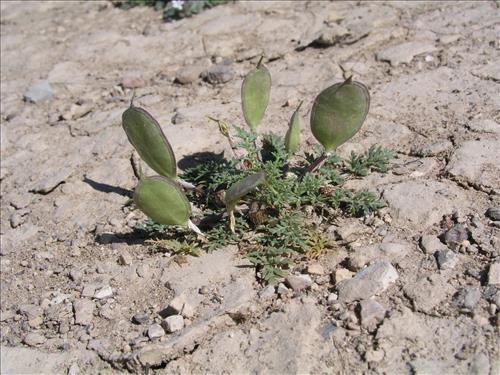 Selenia dissecta. Big Bend National Park, Dog Flat. February 2005