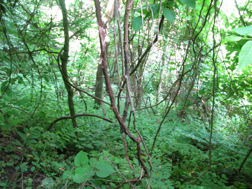 GRSM Accuracy Assessment. Plot Code: GRSM_AA_0829_6