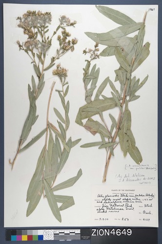 Herbarium Specimen Sheet 4649