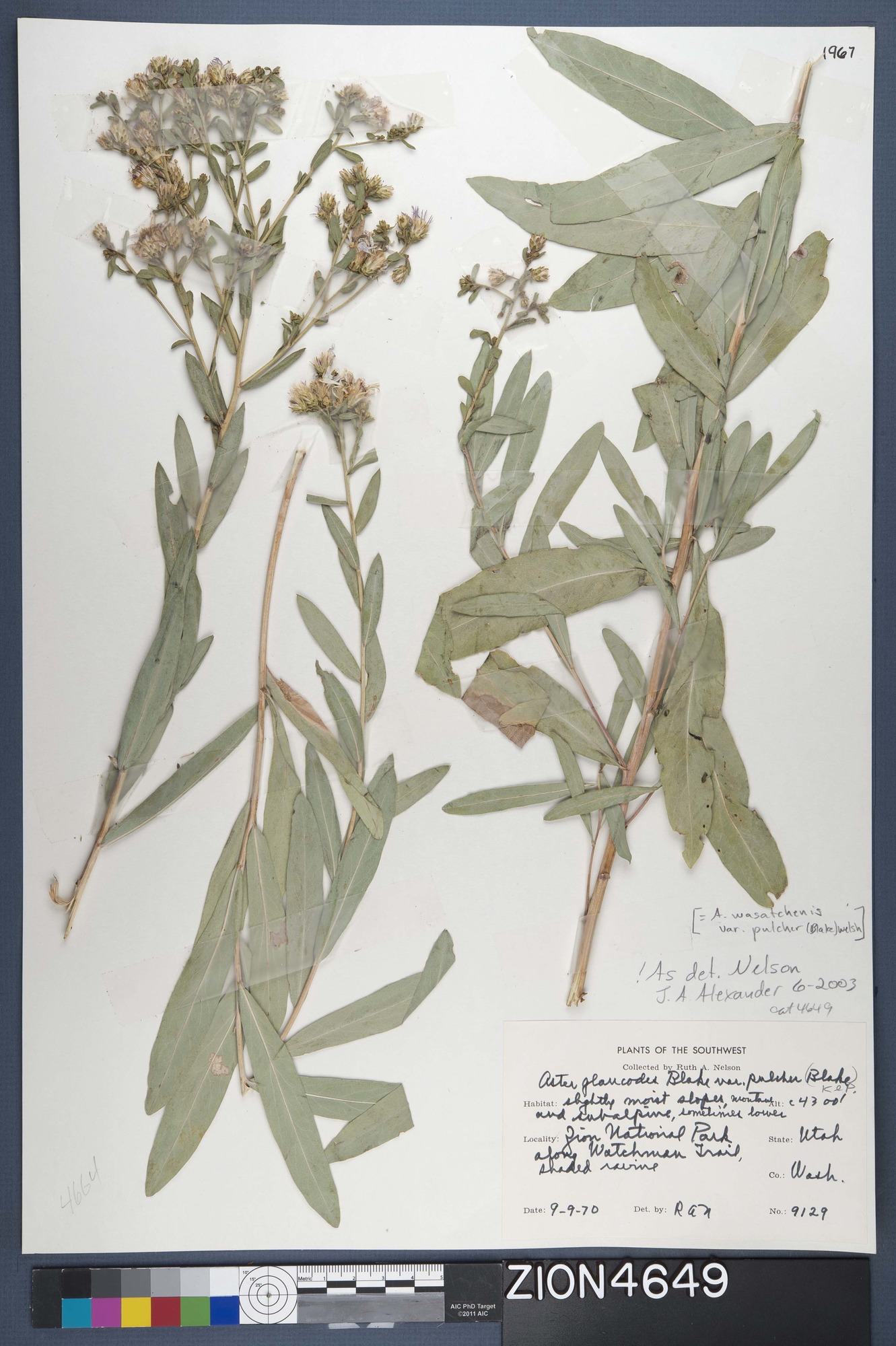 Herbarium Specimen Sheet 4649